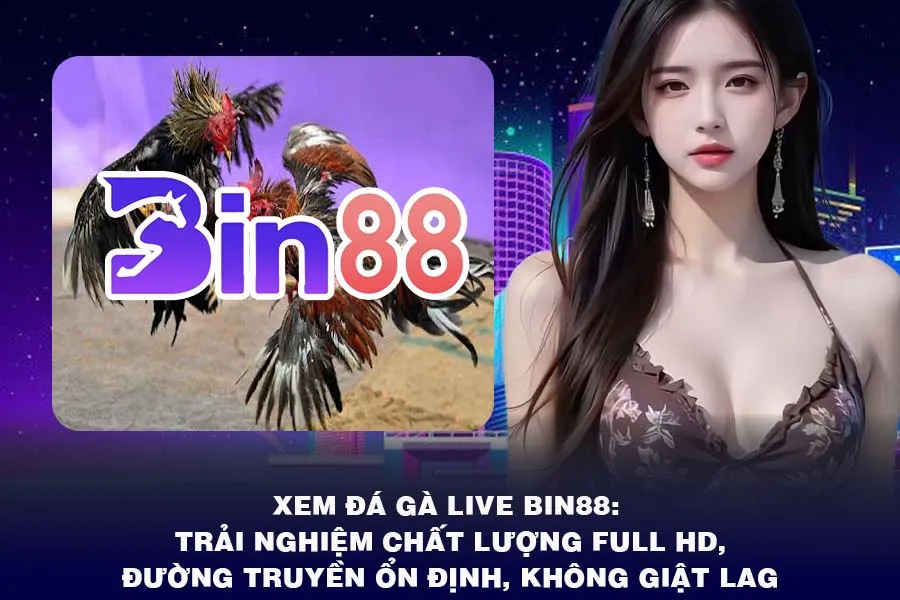 Xem Đá Gà Live Bin88